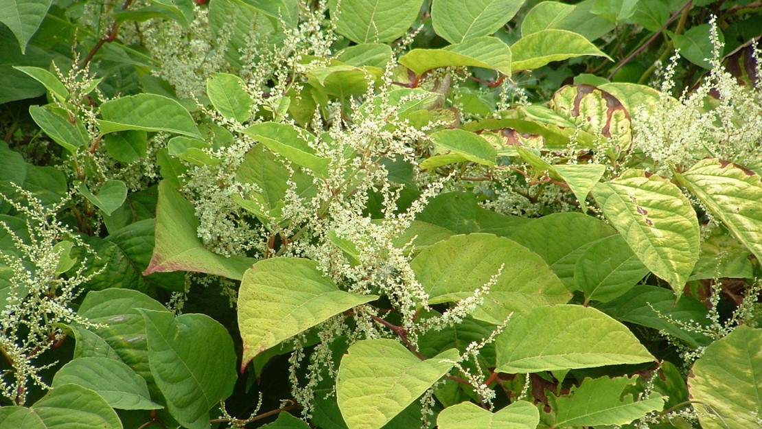 Asiatic knotweed with broad green leaves and spindly branches of small white flowers.