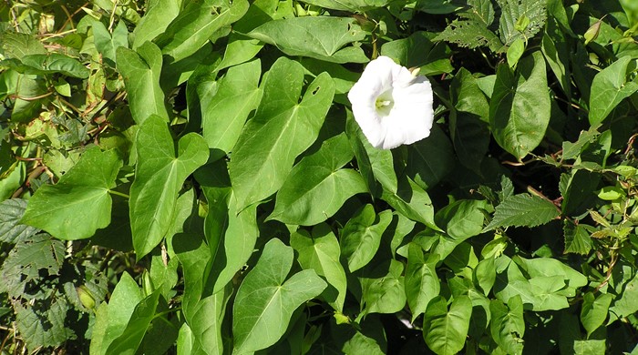 Photo showing arrow shaped leaves of the field bindweed.