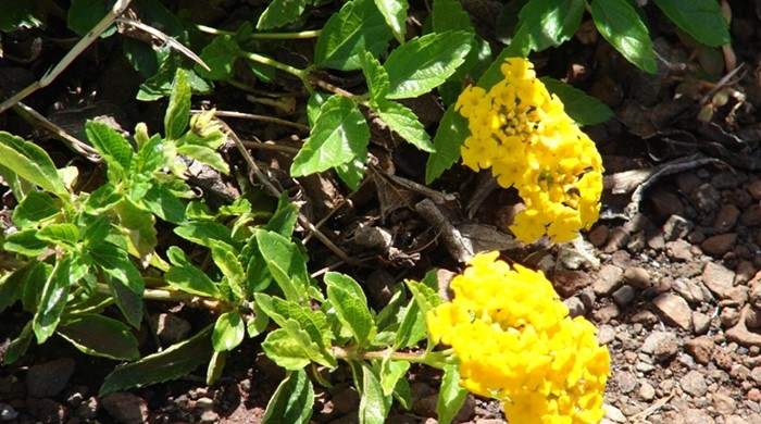 Close up of Trailing Lantana yellow flowers.