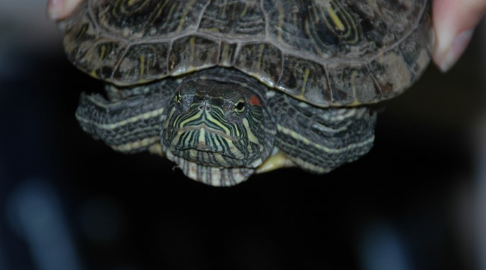 Red eared slider turtle held in the air facing the camera.
