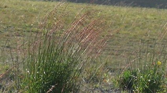 Perennial veldt grass growing in a bush.
