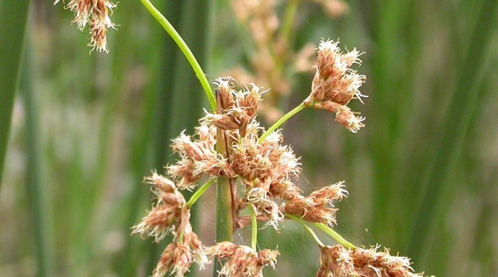 A close up photo of the light brown flowers of the Californian Bulrush.