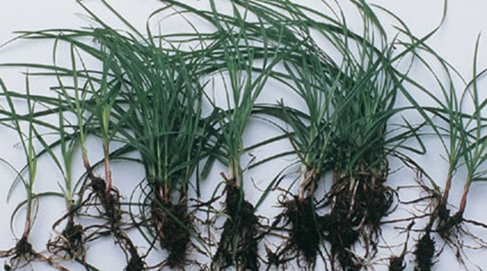 A row of immature Nutgrass plants with roots on table.