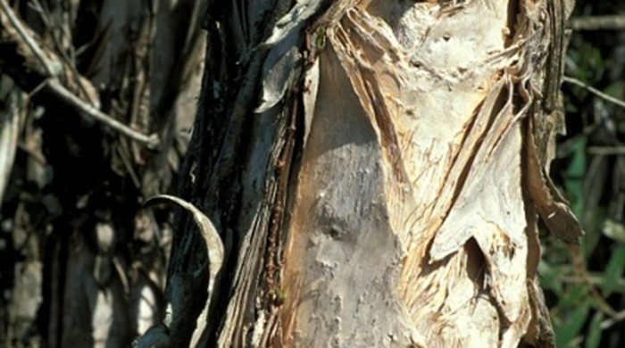 Layers of bark peeling on the paperbark poplar.