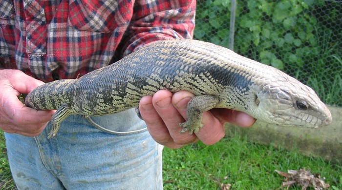 A large blue tongued skink being carried with two hands.