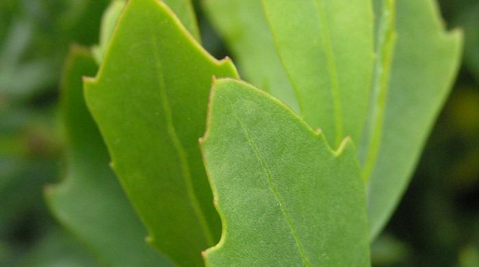 Close up of a boneseed leaf with small barbs at the tip.