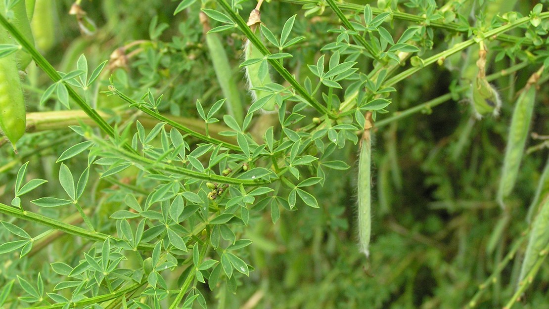 Wild Broom branch with immature seed pods.