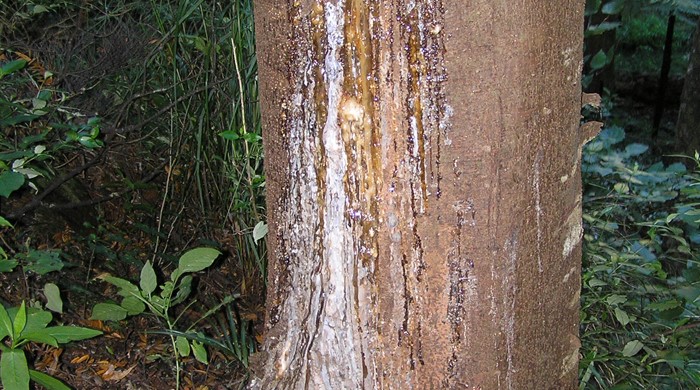Close up photo of kauri trunk with bleeding gum.
