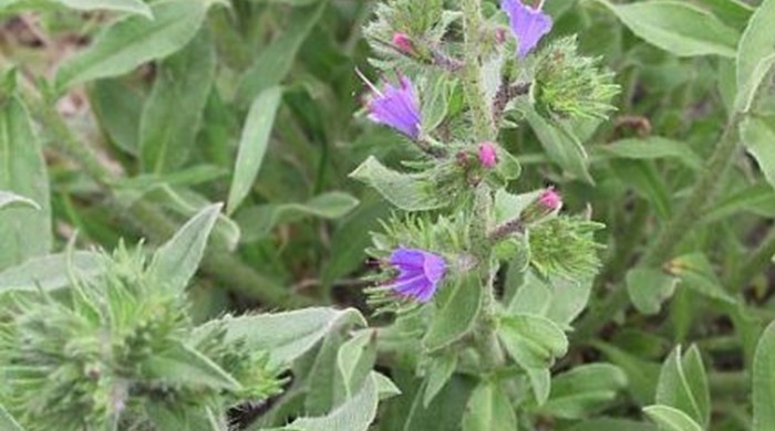 Vipers Bugloss with newly opening flowers.