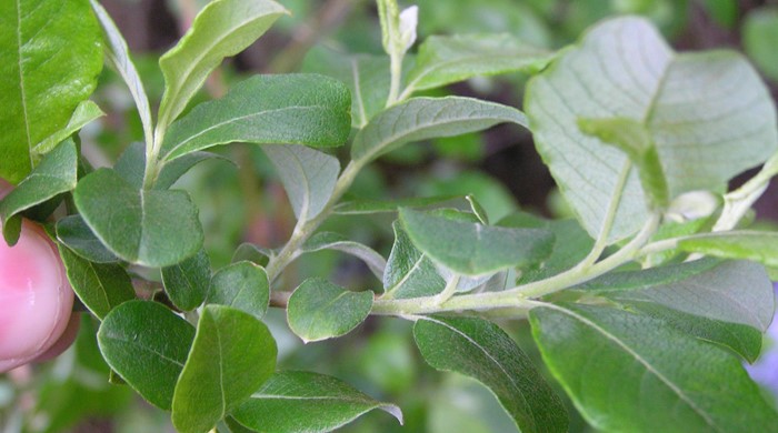 Close up of Grey Willow stem end showing new leaves.