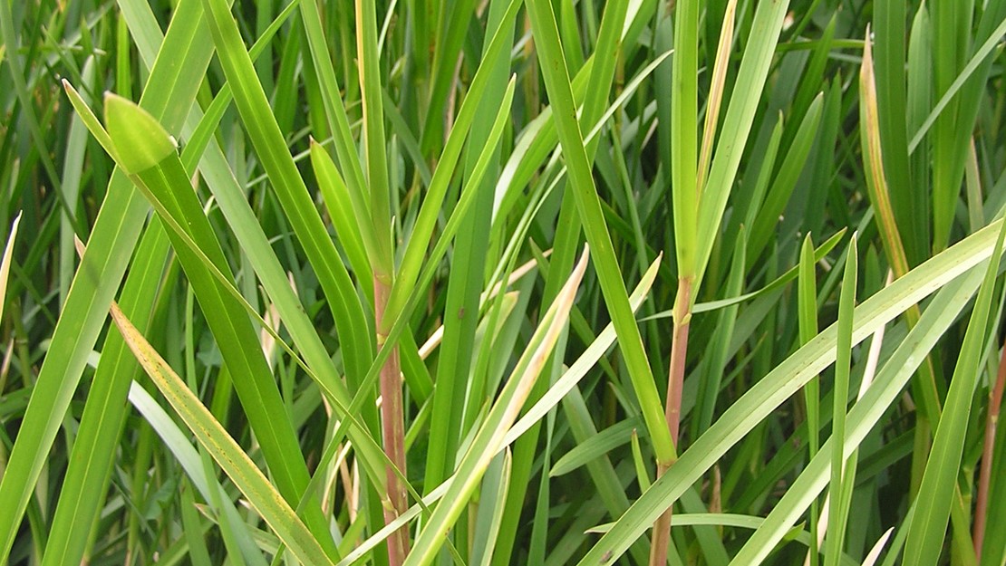 Reed sweet grass growing in a cluster.