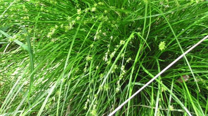 Carex scrub with long leaves and stalks of seeds.