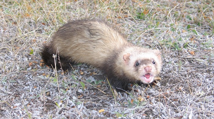 A ferret yowling at the camera.