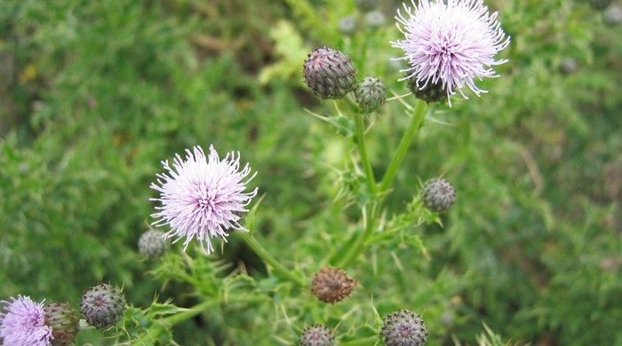 Close up shot of the Californian thistle flower heads in bloom.