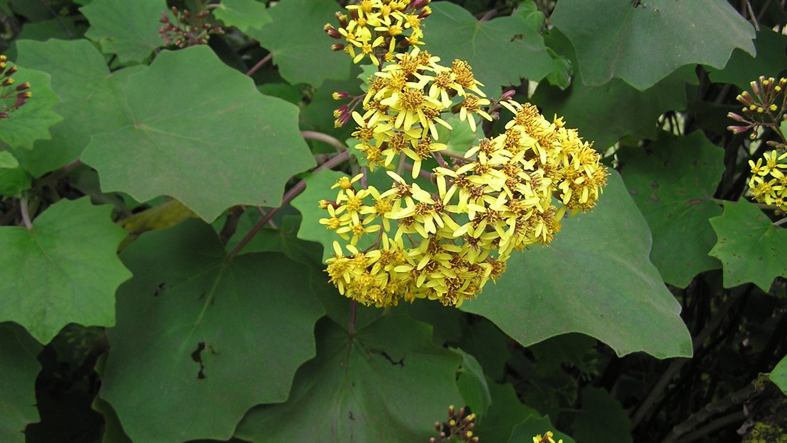 Velvet grounsel shrub in flower.