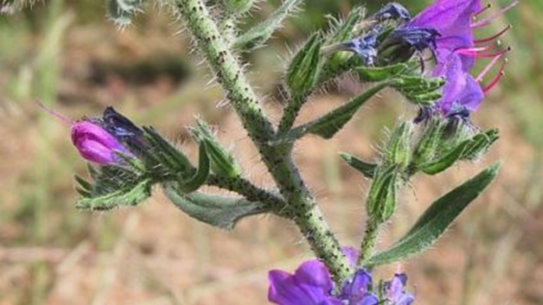 Close up of Vipers Bugloss flowers.