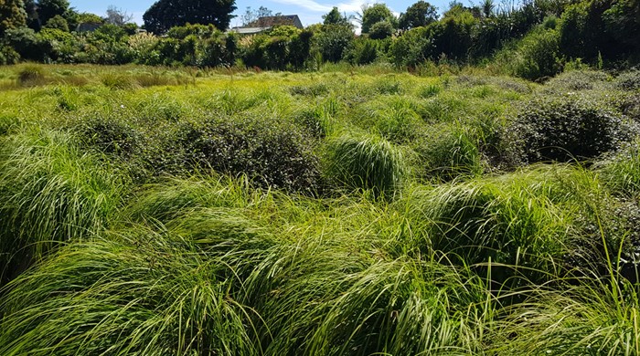 Lush vegetation covering Hochstetter Pond. 