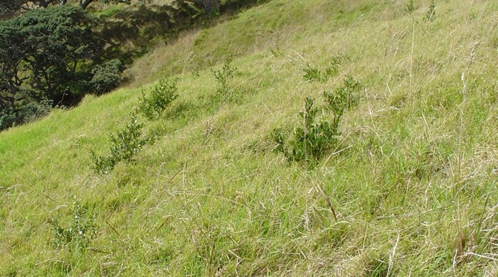 Rhamnus scattered on a hillside.