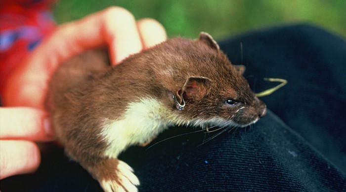 A furry brown stoat with a white underside is placed on top of someone's knee, carefully balanced between a pair of hands.