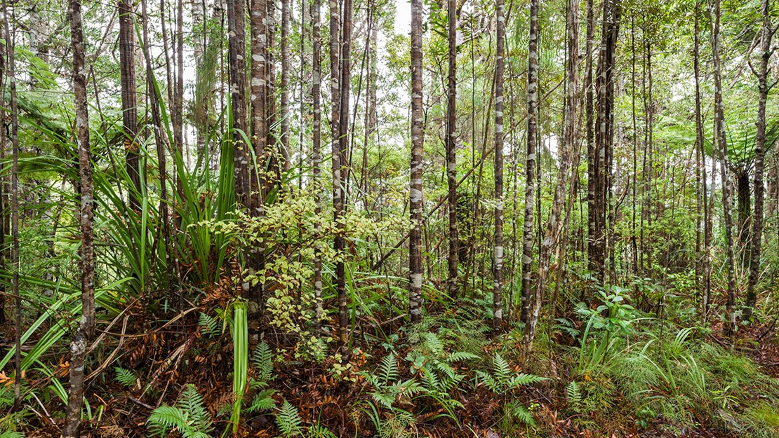 Narrow trunks of kauri forest with fern and flax plants growing at the base.