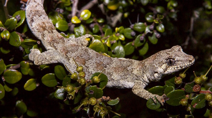Grey/brown forest gecko sits on a leafy branch.