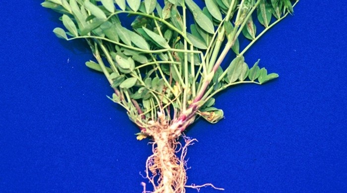 Goats rue on a table top with root system.