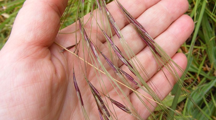 Close up of a hand holding Chilean needle grass.