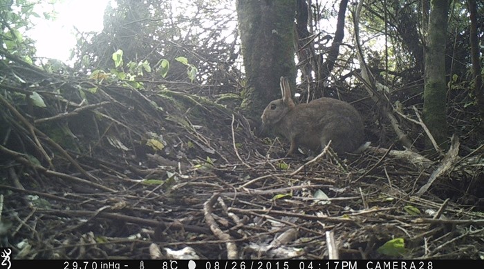 An image from a surveillance camera of a rabbit in a forest.