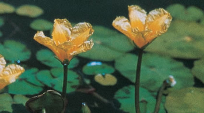 The flowers of the fringed water lily.