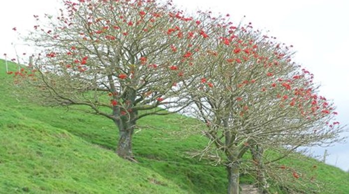 Two coral trees in bloom on the side of a hill.
