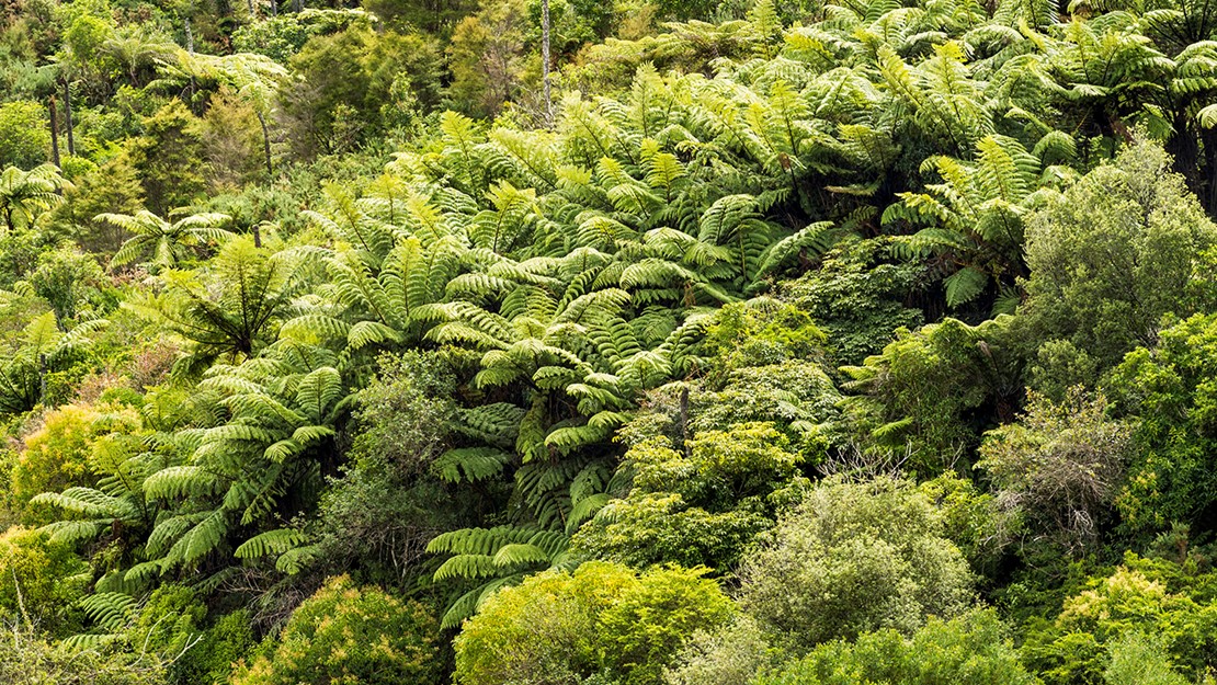 Dense forest dominated by ferns with a few scattered broadleafed trees.