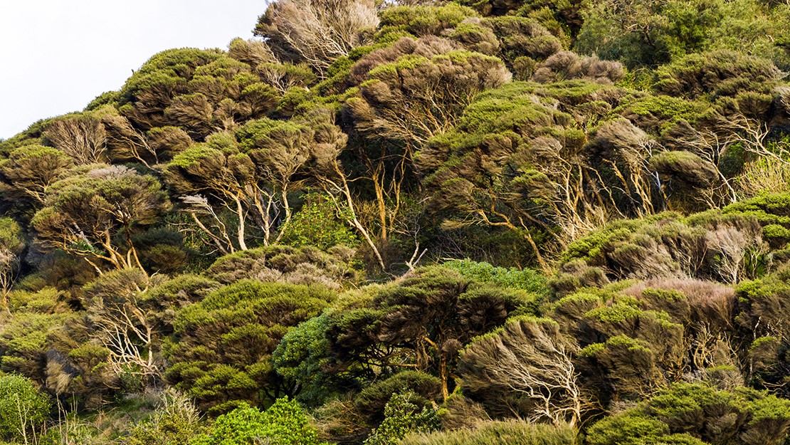 Forest of kānuka trees on a hillside.