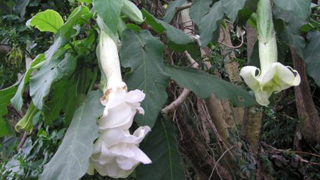 Angel's trumpet flowers hanging down.