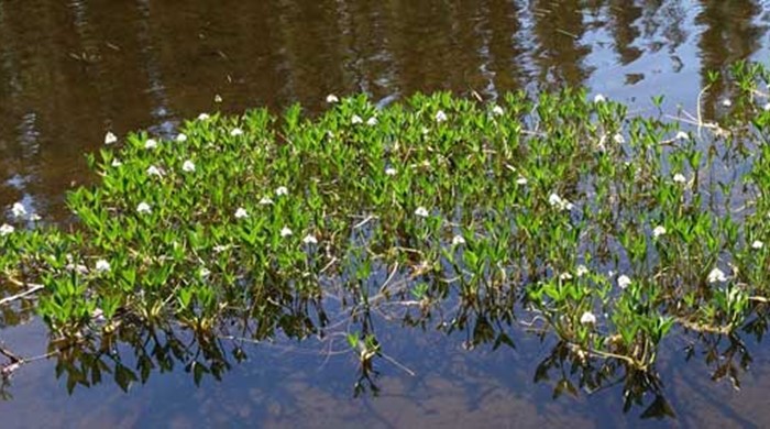 Photo of the thick stands of bogbean in water.