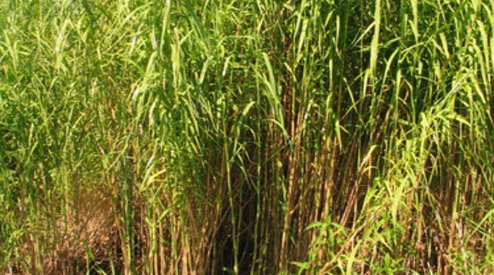 A dense cluster of phragmites.