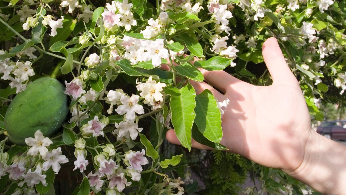 Hand holding moth plant leaves and flowers on a vine.