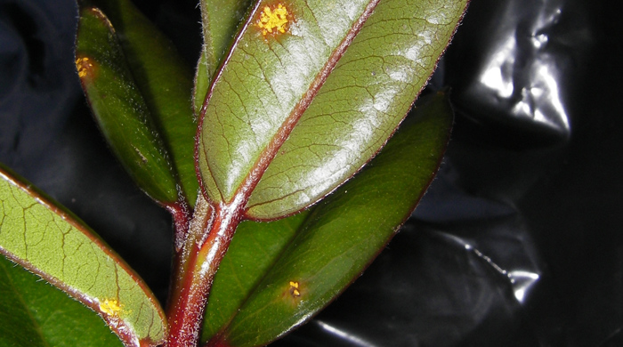 A sprig of myrtle showing signs of yellowing rust.