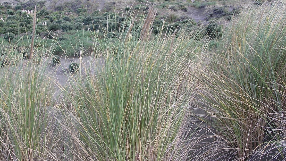 Marram Grass in sand dunes.