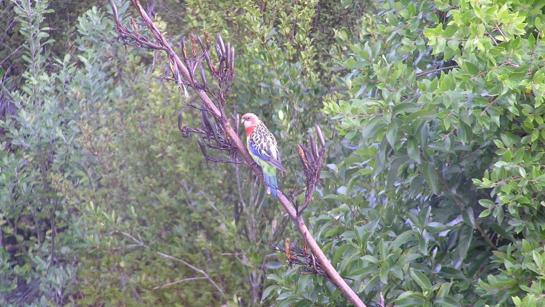 An eastern rosella perched on harakeke.