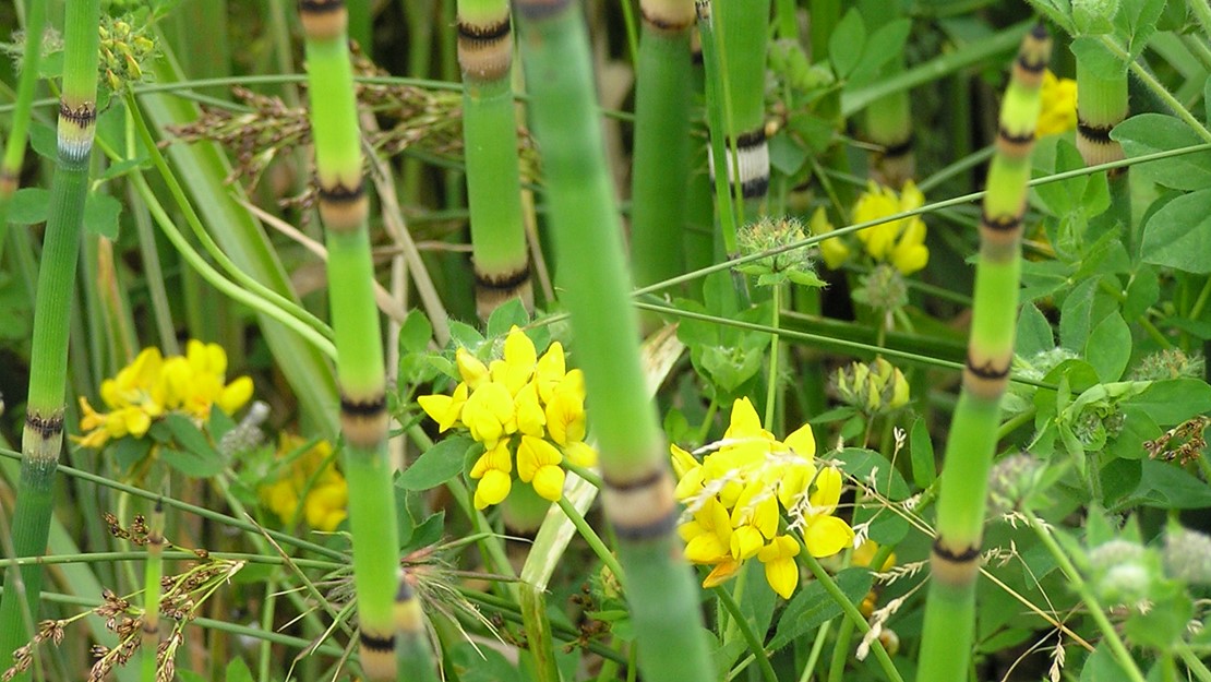 Image of horsetail with yellow flowers.