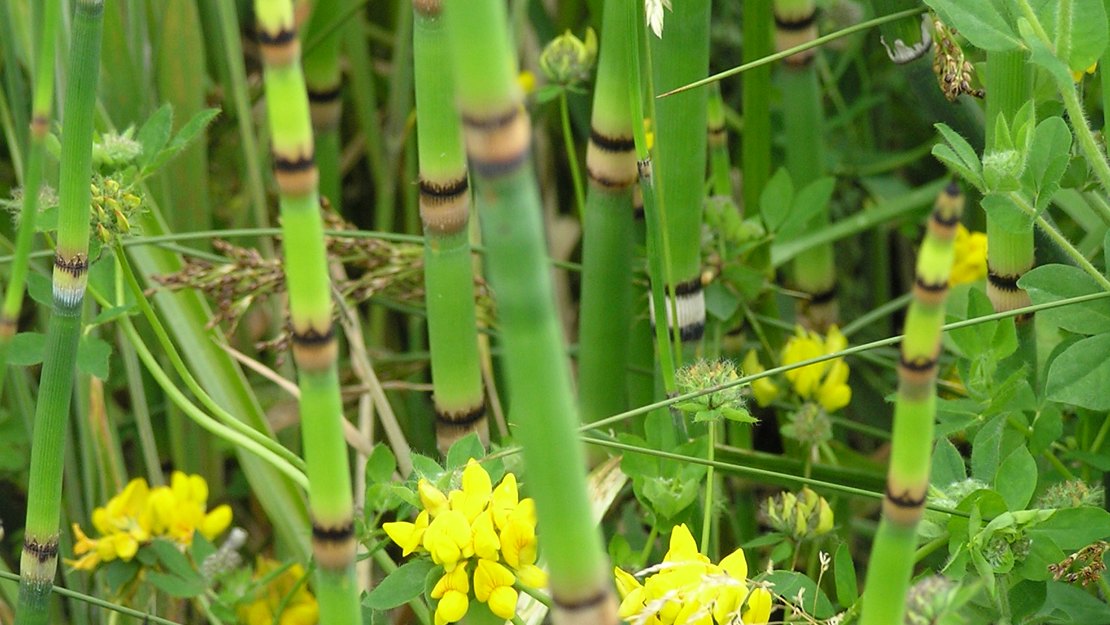 Image of horsetail with yellow flowers.