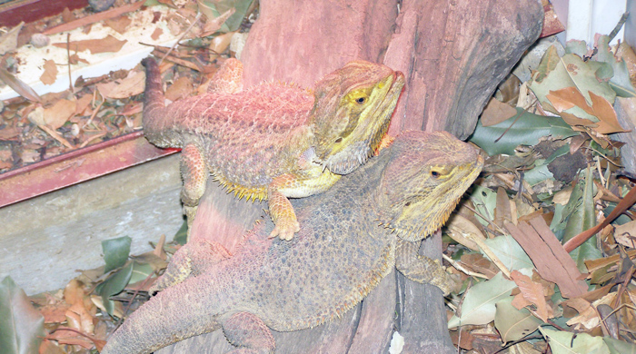 A pair of bearded dragons on a branch.