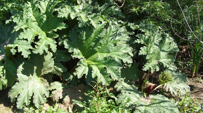 Large Chilean rhubarb leaves.