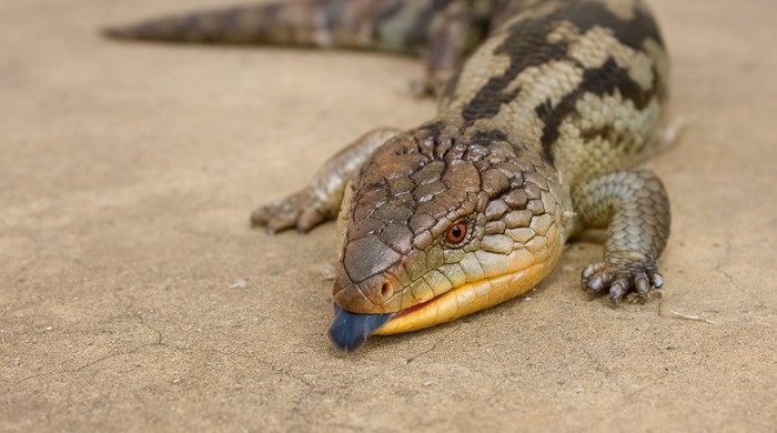 A blue tongued skink from the front with its dark blue tongue sticking out slightly.