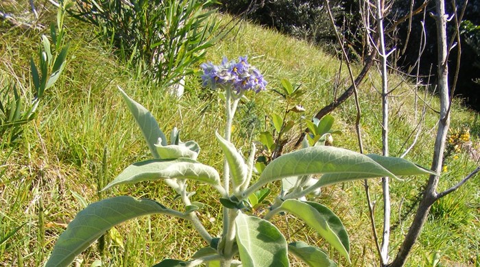 A small woolly nightshade plant.
