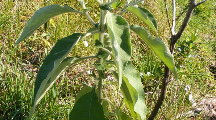 A small woolly nightshade plant.