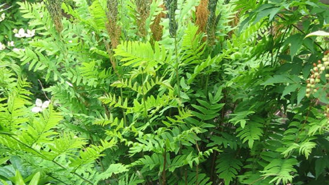 Royal fern growing in a cluster.
