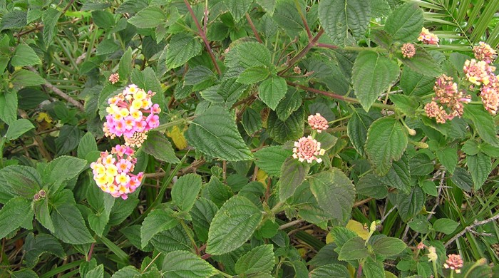 Lantana showing mature and immature flowers.