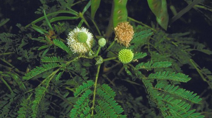 Wild Tamarind flower and flower buds.