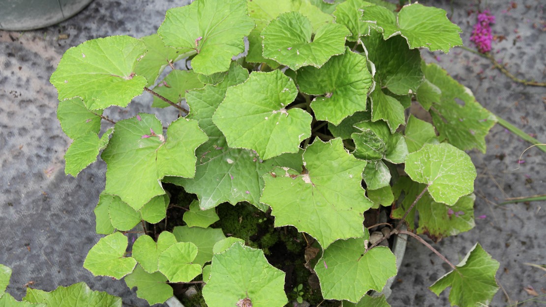 Coltsfoot leaves in a pot.